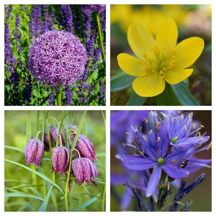 Shopping List for Squirrel Resistant Flower Bulbs