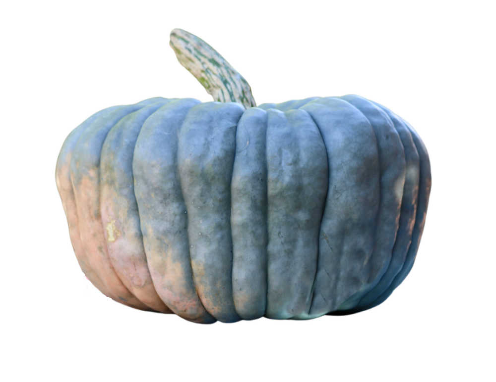 Blue Cinderella pumpkin on a white background.