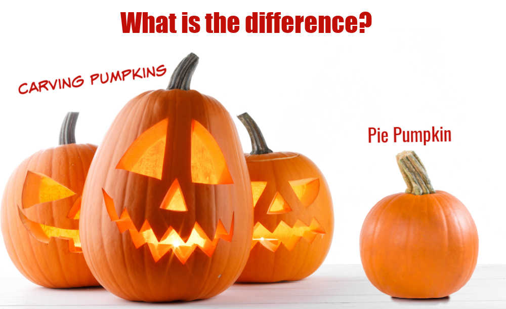 Three carved pumpkin and one small pumpkin with words Carving pumpkins, pie pumpkin - What is the difference?