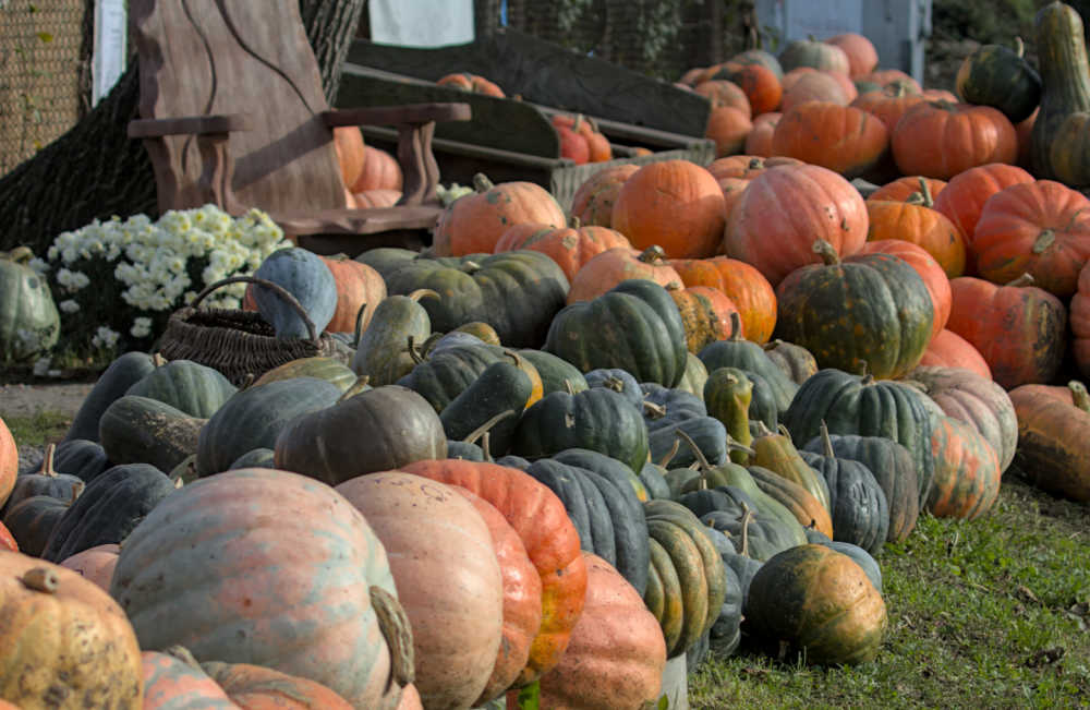 PUmpkin patch with all types of pumpkins for carving and eating.
