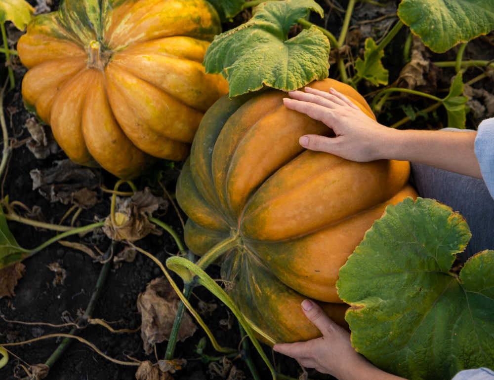 Hands inspecting pumpkins in a pumpkin patch.