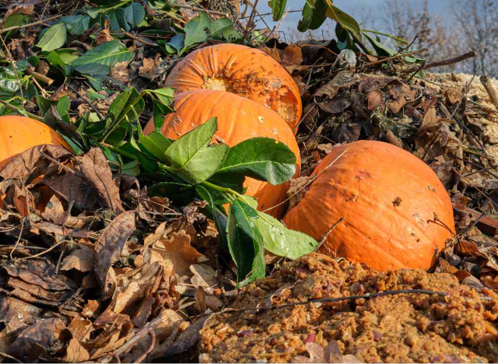 Old rotting pumpkins on a compost pile.