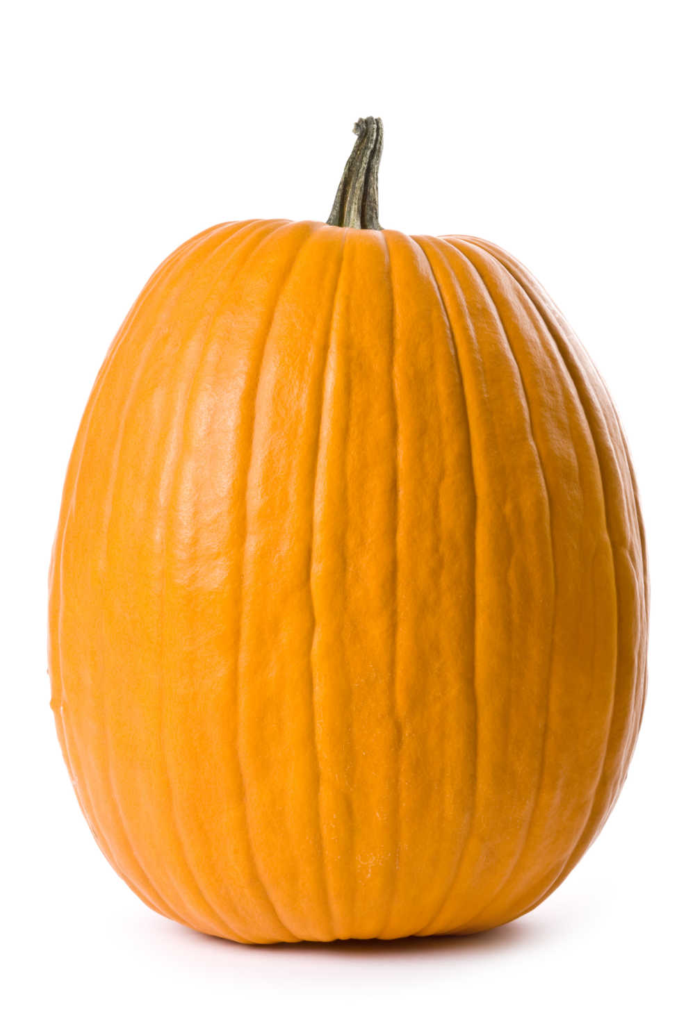 Tall, upright pumpkin on a white background.