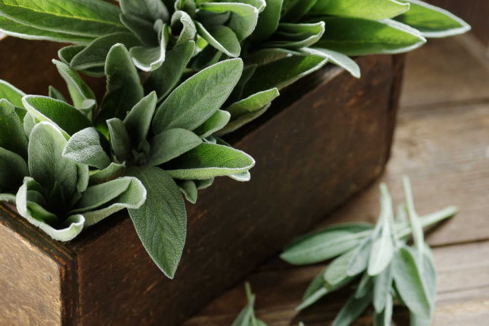 sage leaves Sage leaves in a brown box.