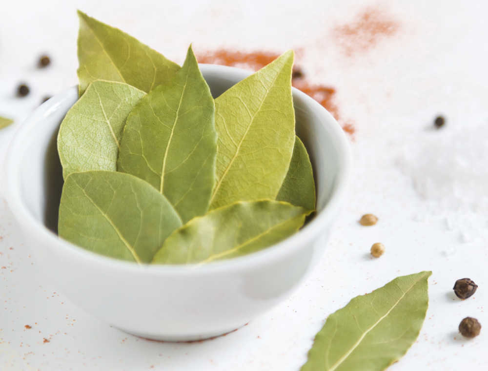 Bay leaves in a bowl Dried bay leaves in a white bowl.