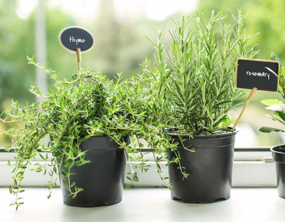 Growing Thanksgiving herbs. Rosemary and thyme in pots on a windowsill.