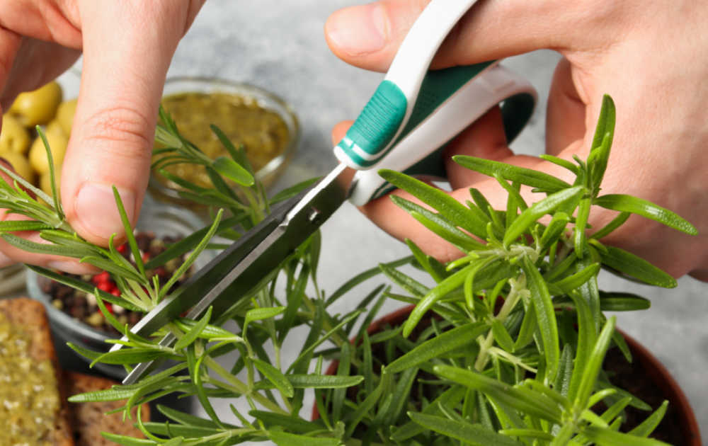 Harvesting herbs Hands with scissors harvesting herbs.