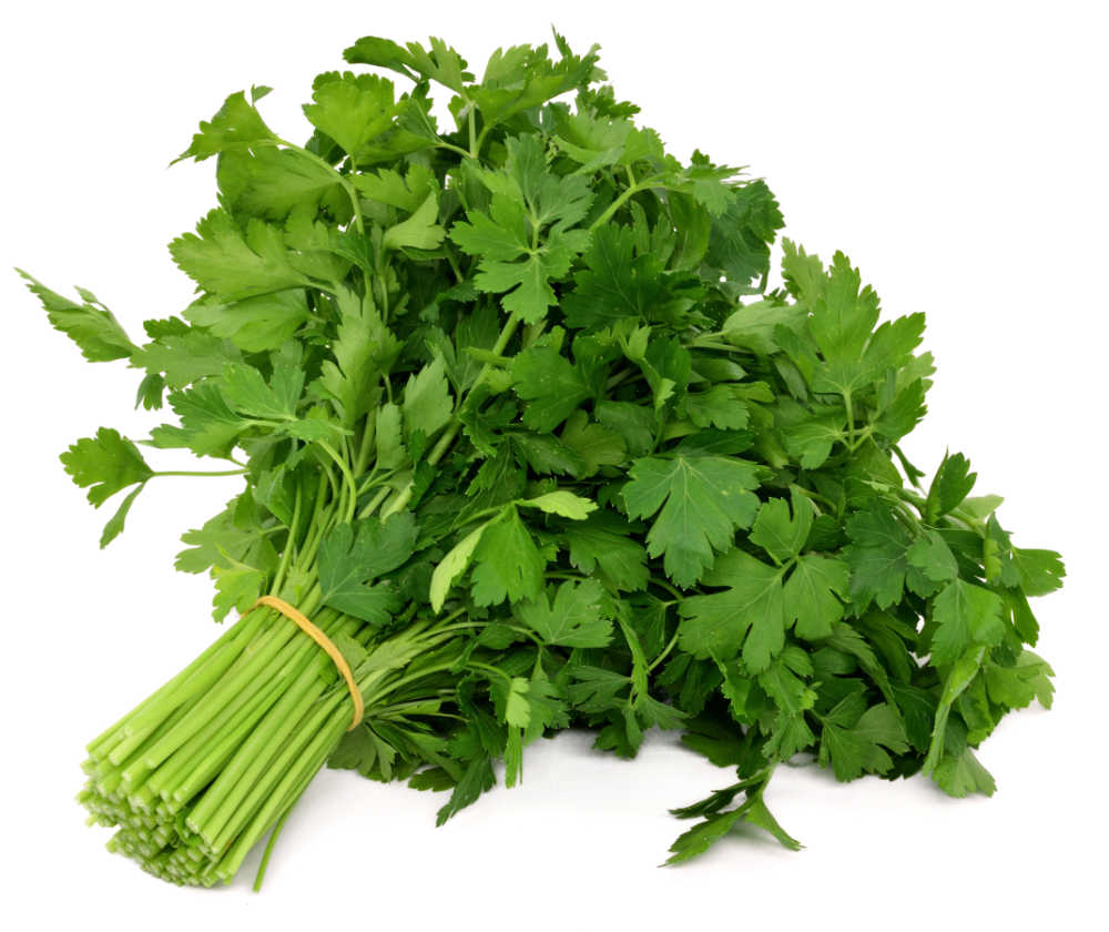Flat leaf parsley Bunch of flat leaf parsley.