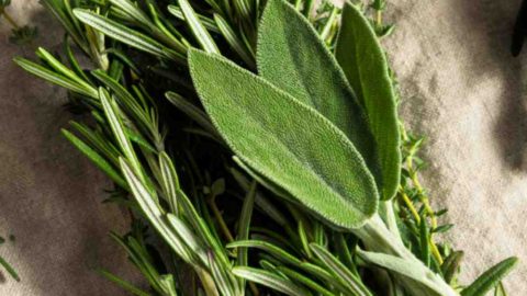 Herbs for Roasting Turkey – Best Fall Spices – Grow Thanksgiving Herbs