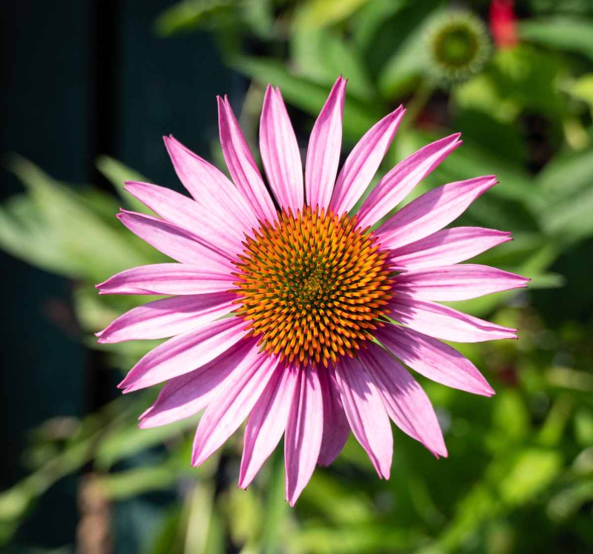 Bravado echinacea.