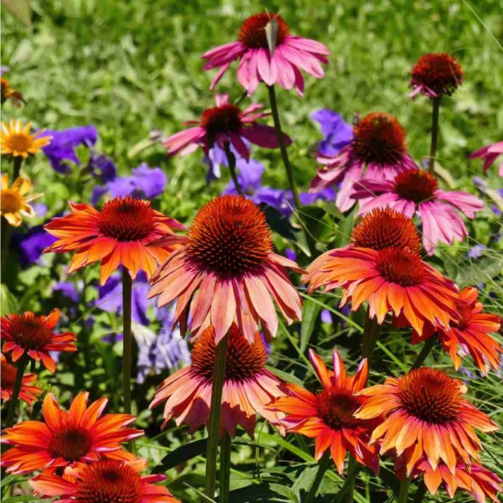 Growing Coneflowers from Seed