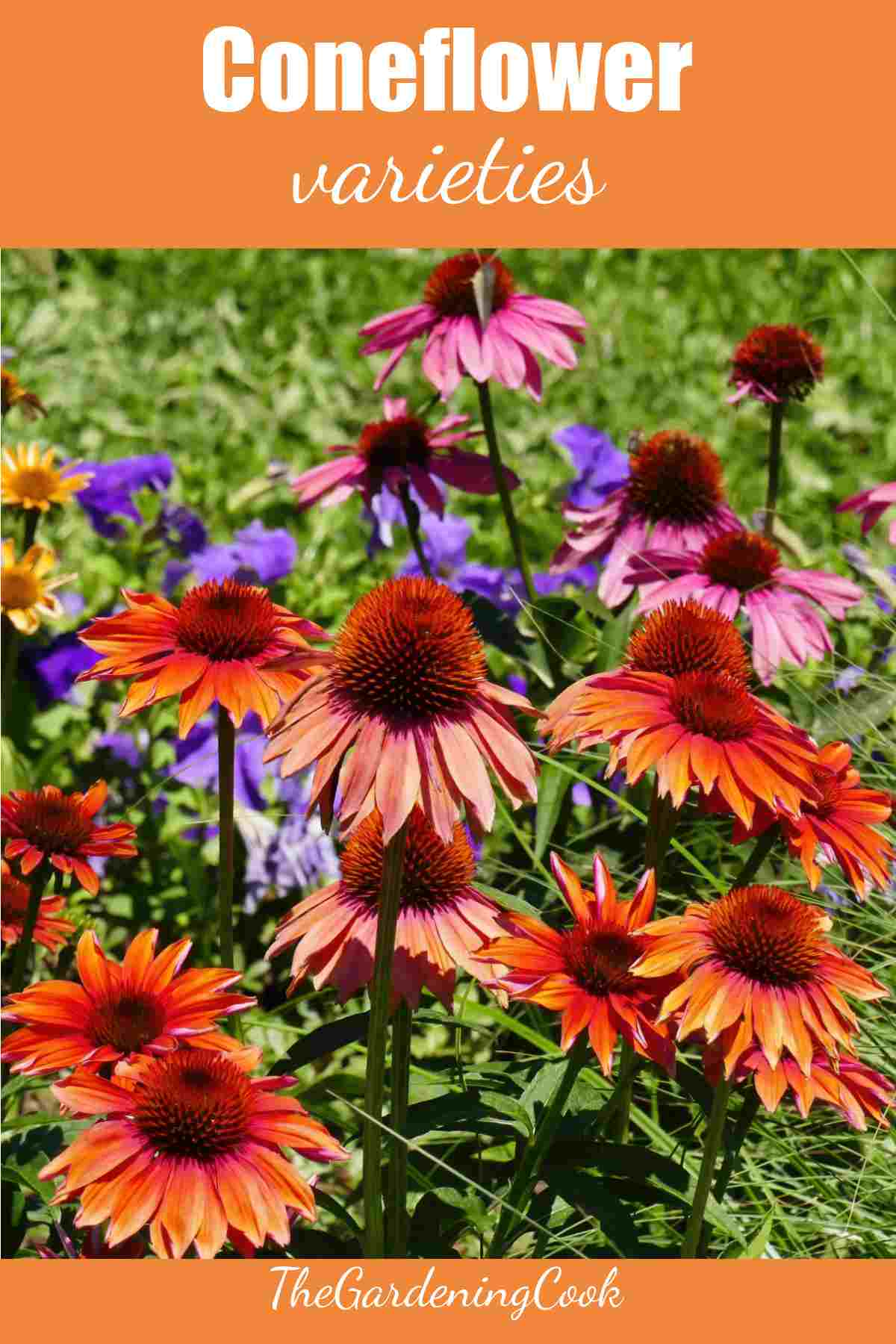 Field of different colored echinacea with words Coneflower varieties.