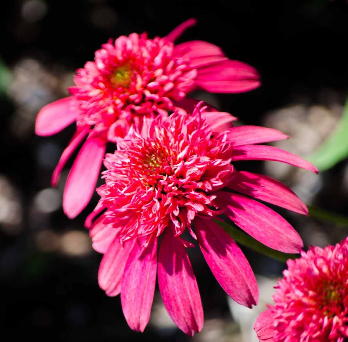 Red flowers of Double Scoop Cranberry coneflower.