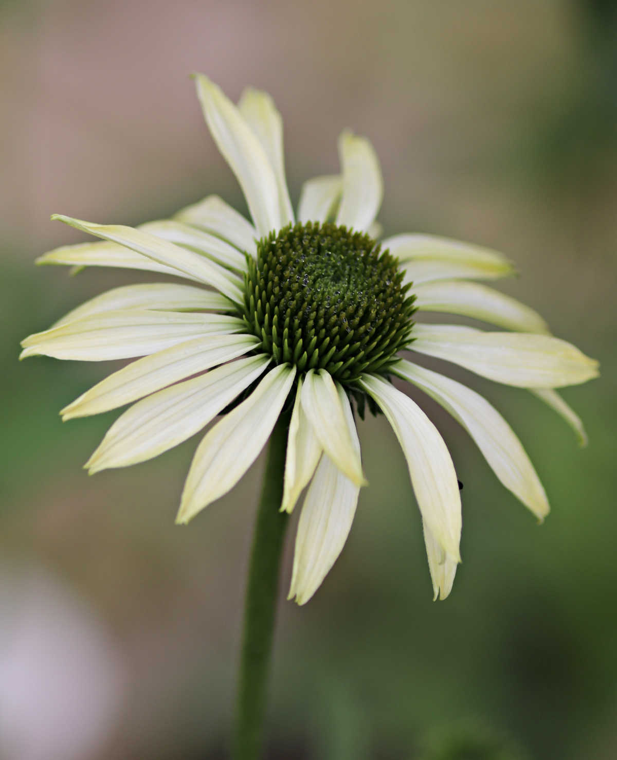 White coneflower- echinacea avalanche.