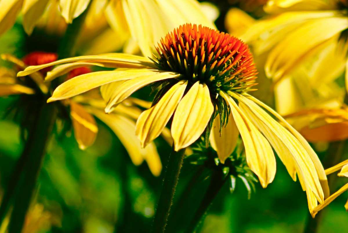 Yellow echinacea daydream flowers.
