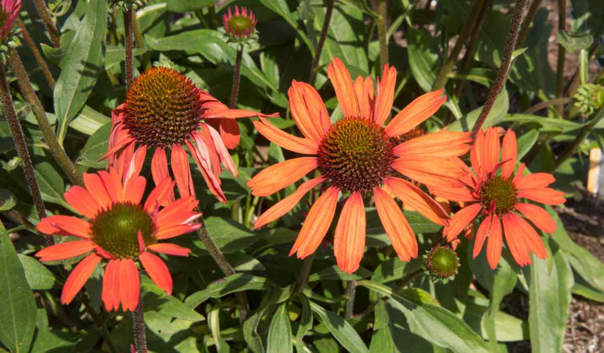 Echinacea kismet orange in a field.