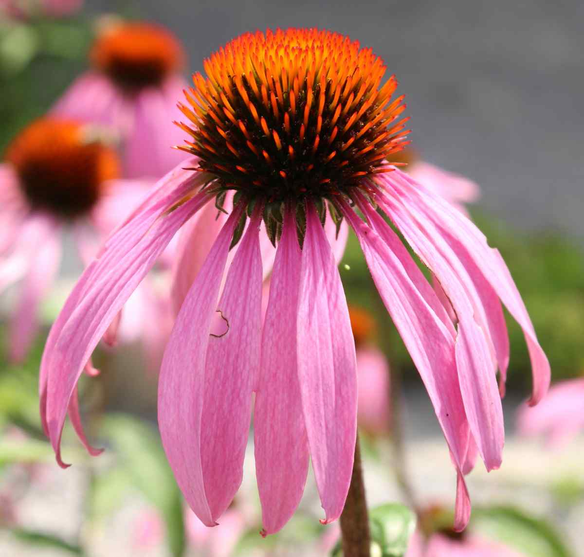 Droopy petals of echinacea pallida.