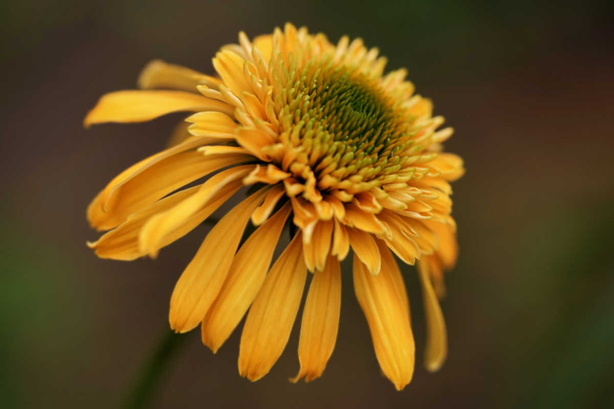 Echinacea Purpurea Marmalade flower.