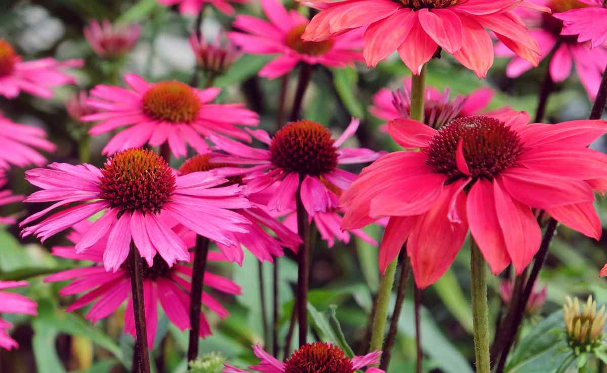 Echinacea purpurea sensation pink flowers.