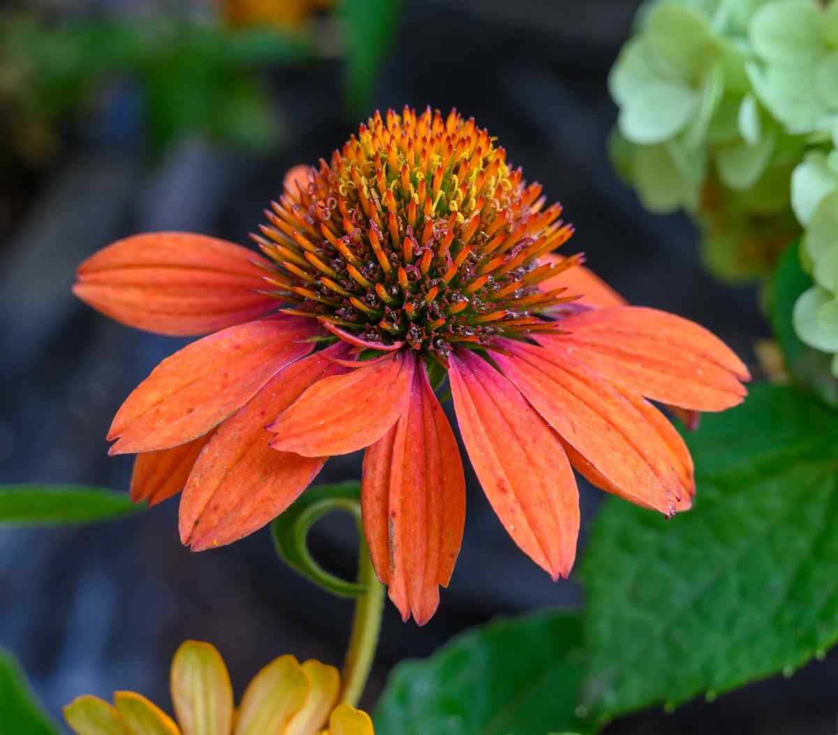 Flower of echinacea sombrero adobe orange.
