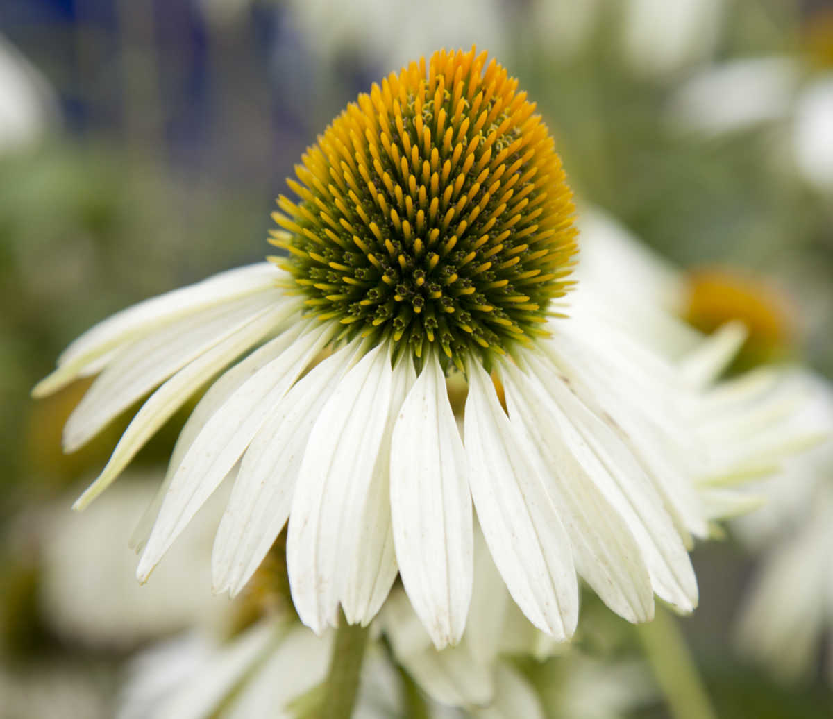 Fragrant angel echinacea.