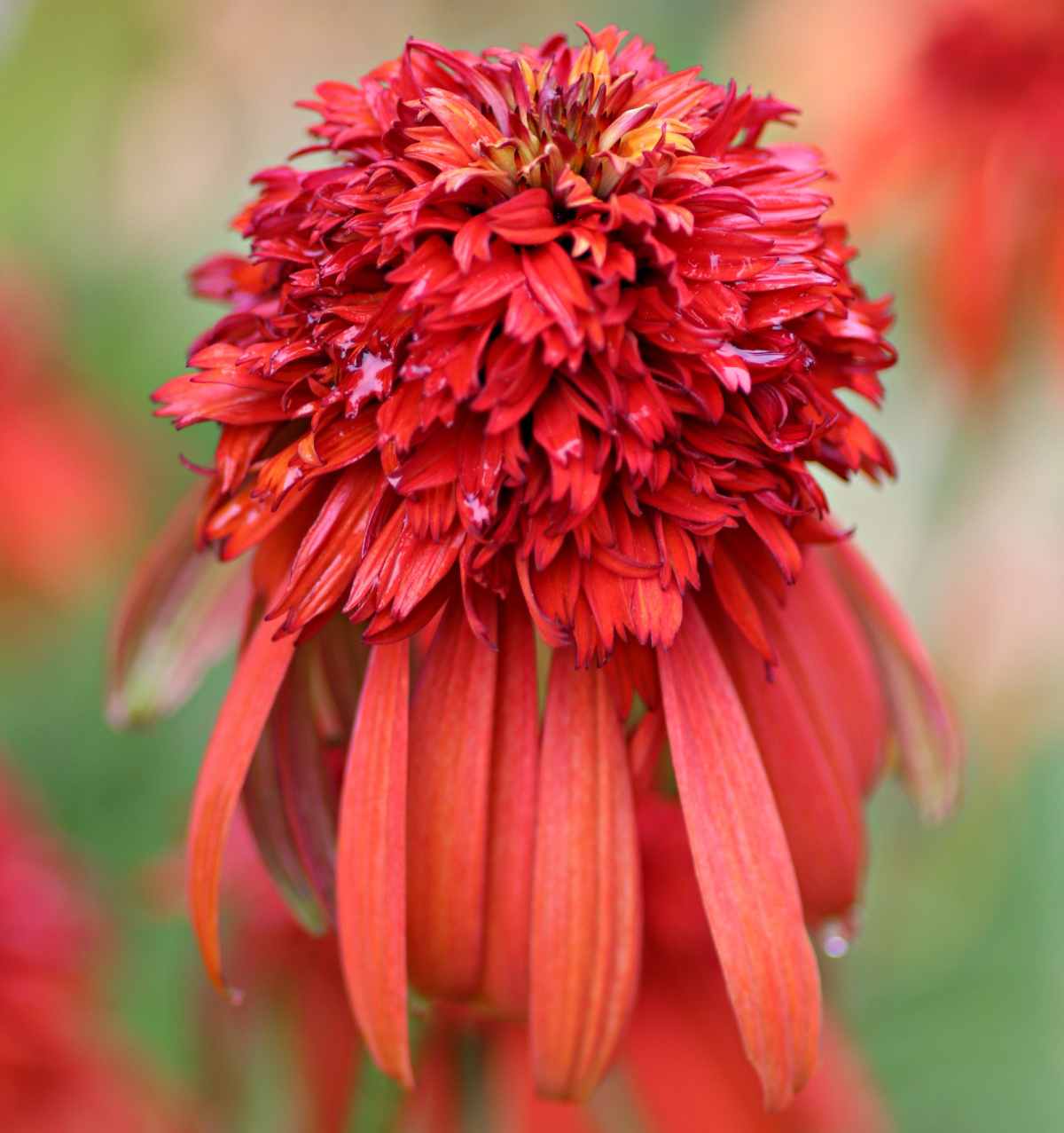 Double red flowers of hot papaya echinacea.