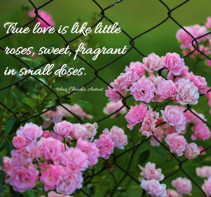pink roses on a fence with the quote True love is like little roses, sweet, fragrant in small doses.” - by Ana Claudia Antues