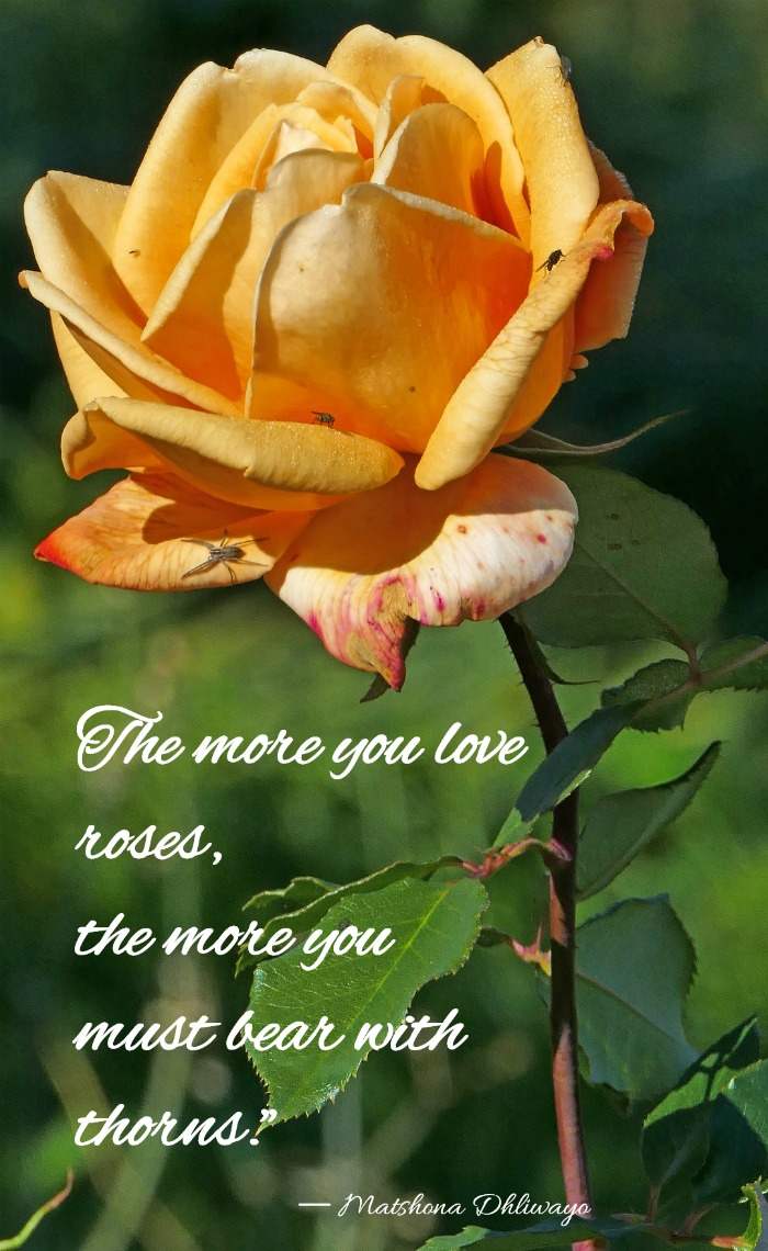 Faded yellow rose with a romantic love quote from Matshona Dhliwayo.