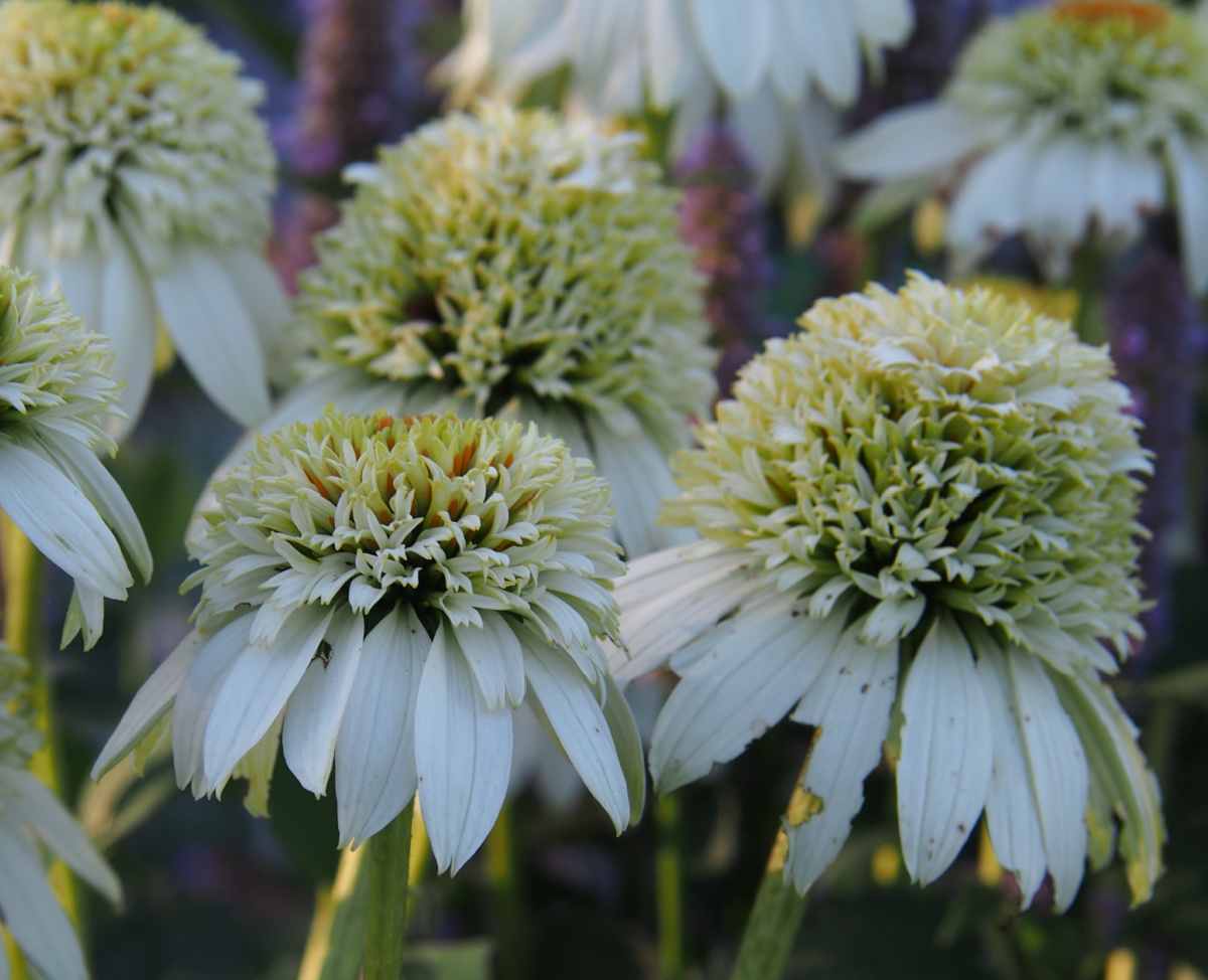Double petals of Milkshake echinacea.