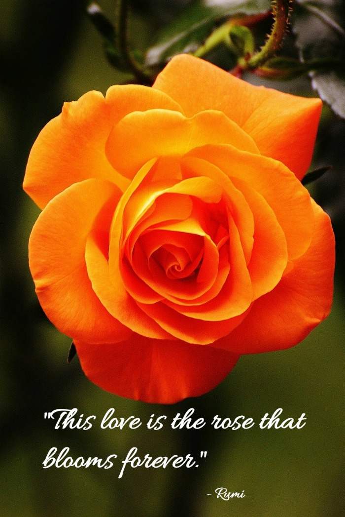 orange rose with the romantic saying - "This love is the rose that blooms forever." - by Rumi