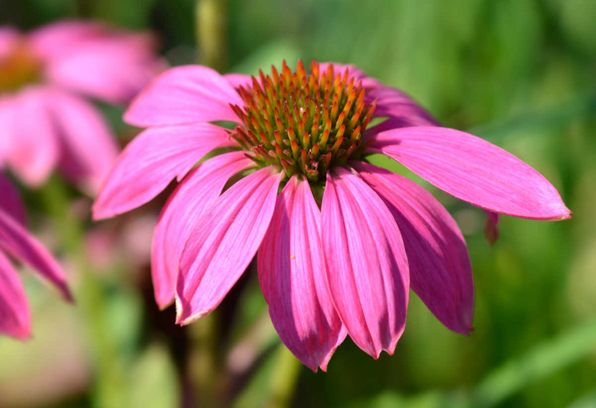 Purple pow wow wild berry coneflower.