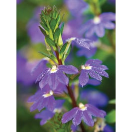 Scaevola, Fancy - 4 Plants