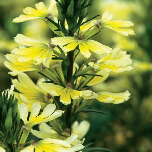Bombay� Yellow Scaevola Plant (Fan Flower)