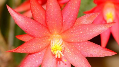 Easter Cactus – Growing Rhipsalidopsis Gaertneri – Spring Cactus
