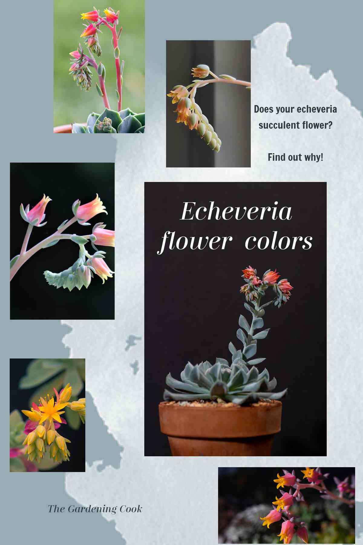 Collage with flowers of echeveria plant with words Echeveria colors - Does your echeveria succulent flower? Find out why!