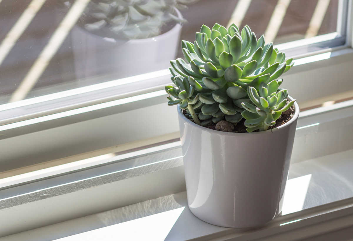 echeveria on a sunny windowsill.