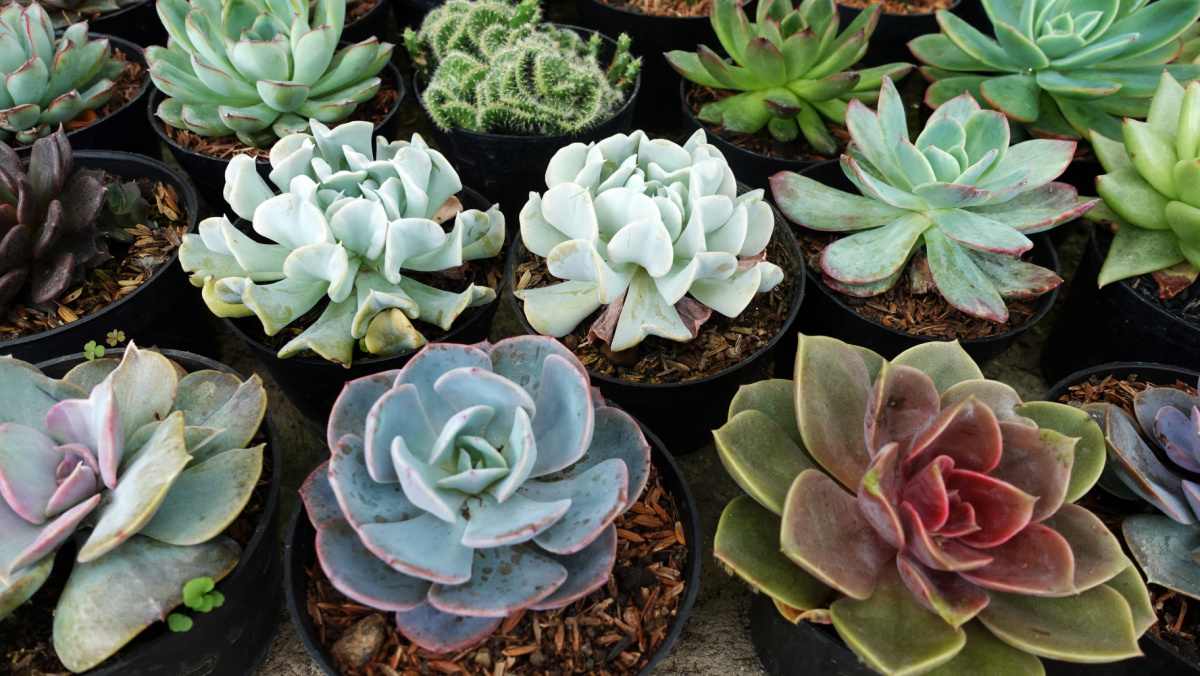 Echeveria succulent photos.