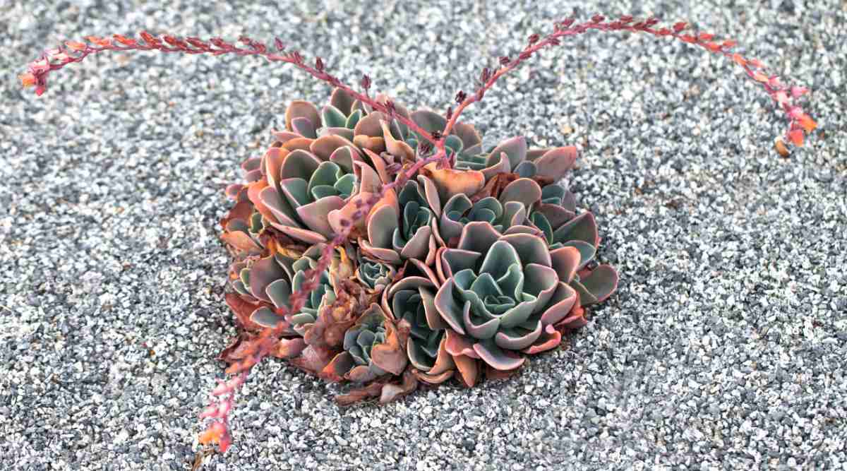Clump of echeveria succulents with flower stalks.