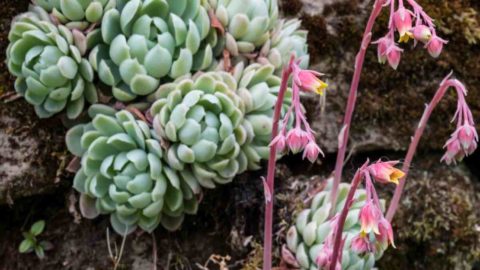 How to Make Echeveria Flower – Why Won’t My Echeveria Bloom?