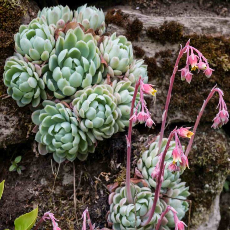 How to Make Echeveria Flower