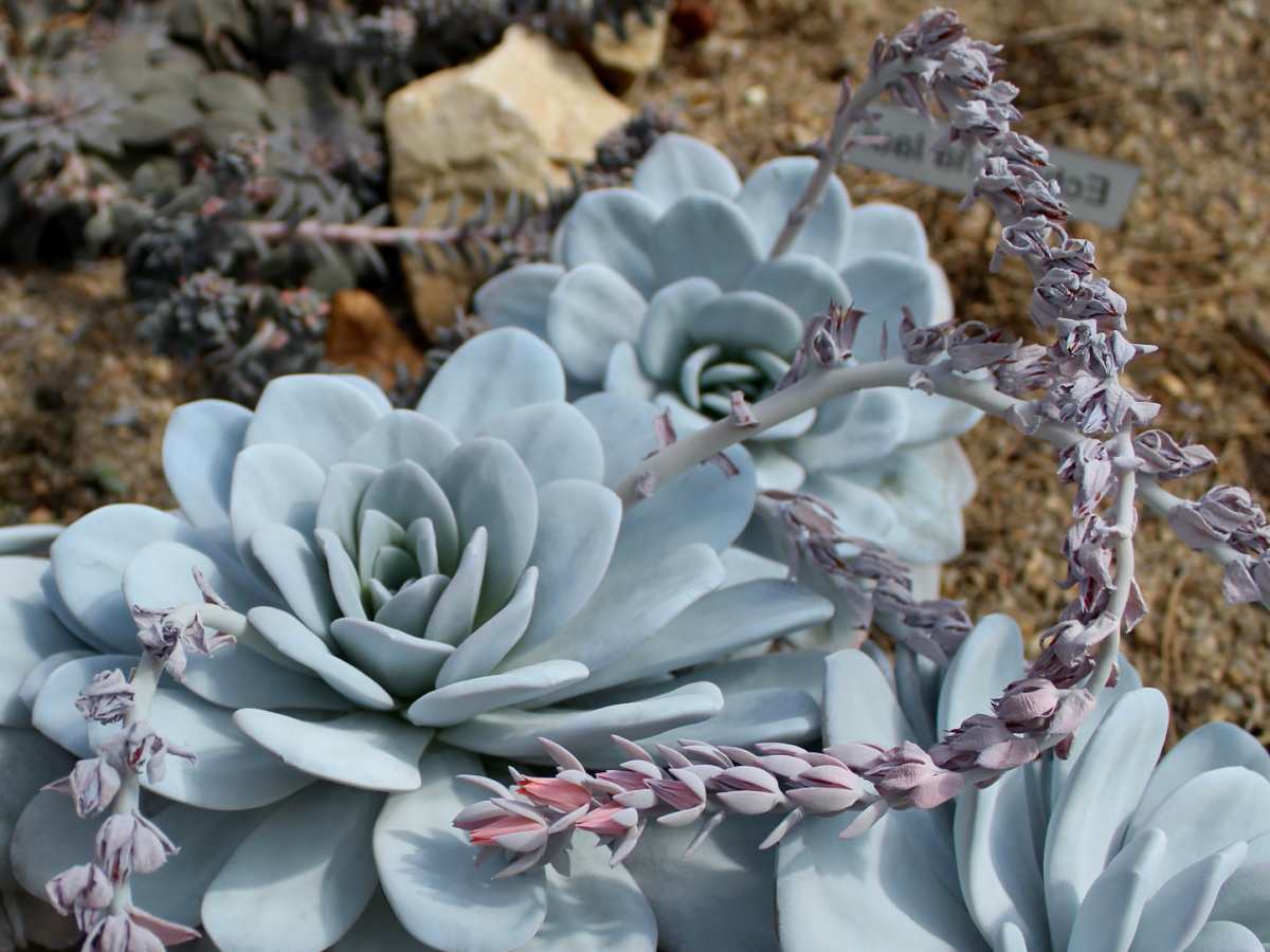 Echeveria succulent with flower stalks.