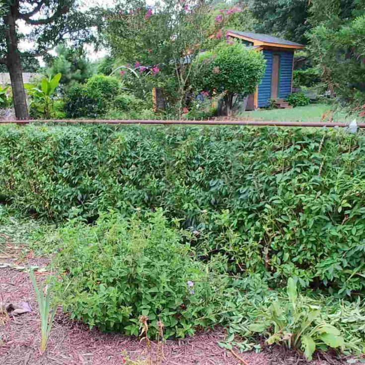 Pruned forsythia hedge in summer.
