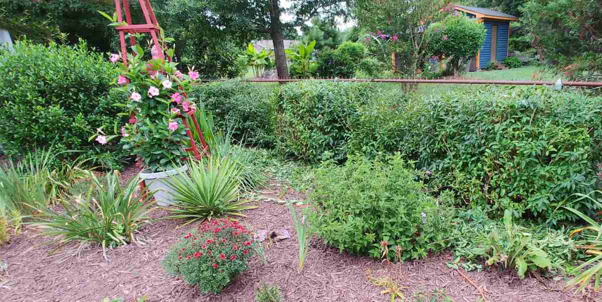 Lynwood gold forsythia hedge in summer near a pretty garden bed.
