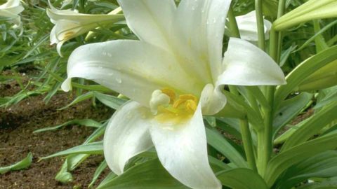 Easter Lily – Caring for & Growing Lilium Longiflorum – Symbolism & Types