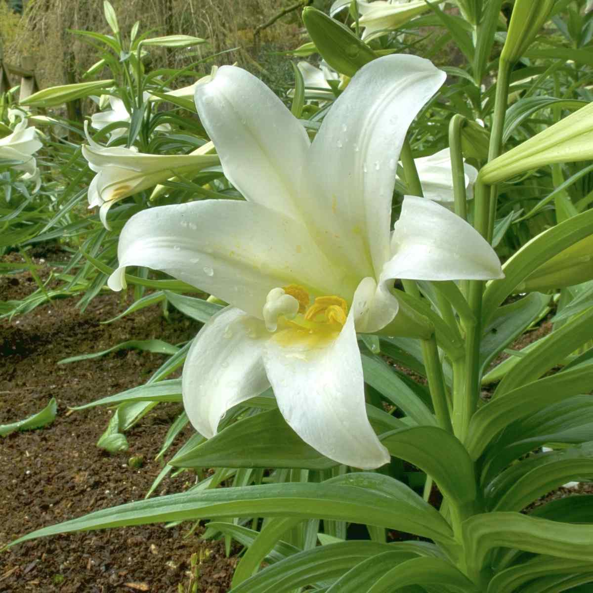 Planting an Easter lily outside.