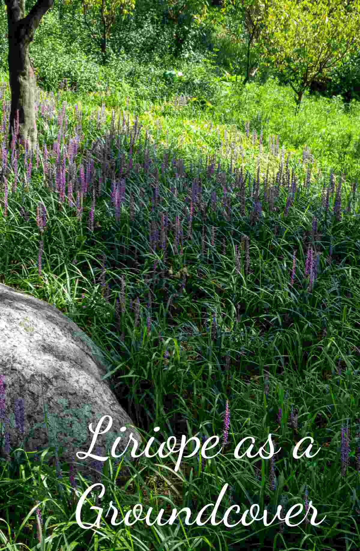 Monkey grass near a tree and rock with words Liriope as a ground cover.