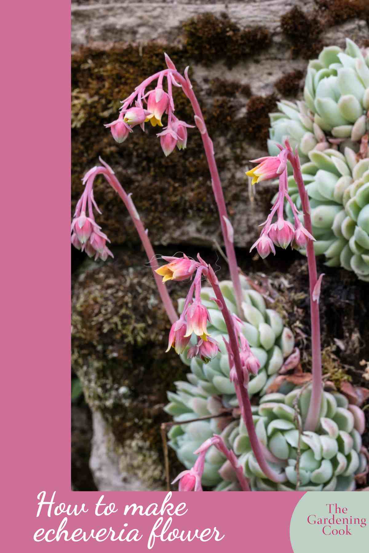 A group of echeveria plants in flower with words "how to make echeveria flower.