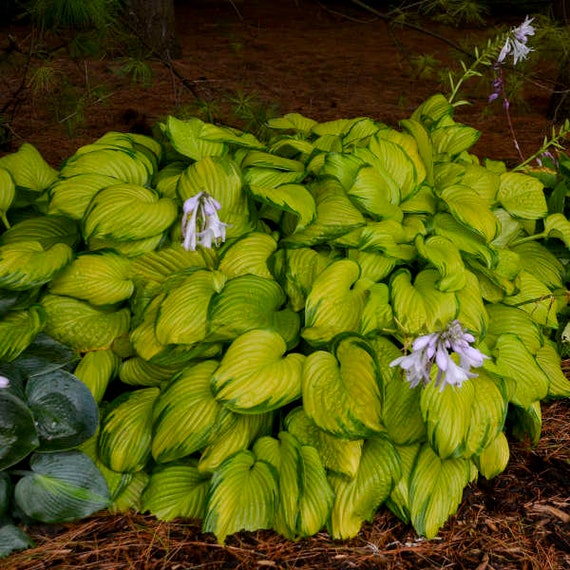 Hosta 'stained Glass' 3 Pot Size Starter Plant | Etsy
