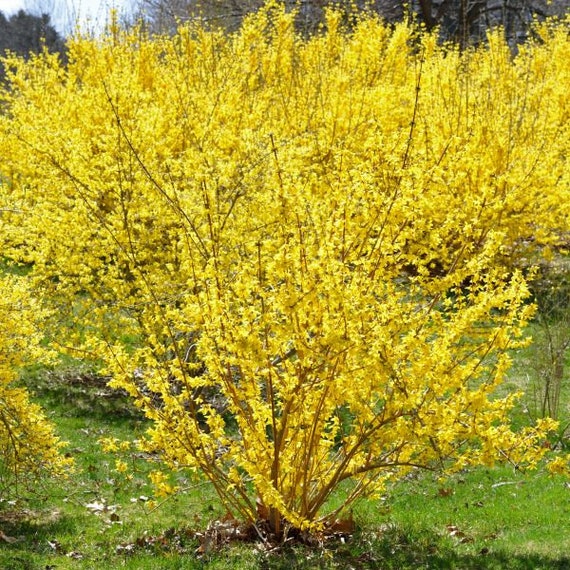 Forsythia X Intermedia 'new Hampshire Gold' 