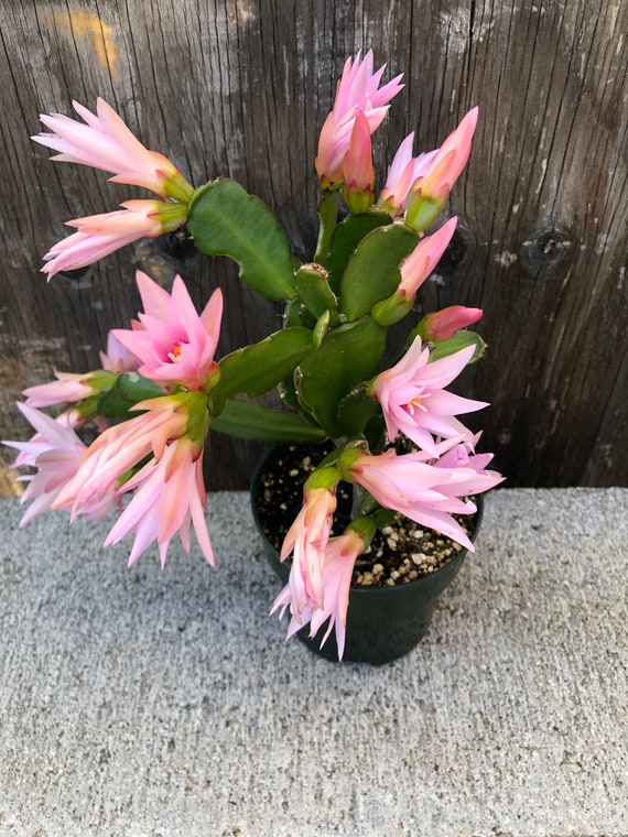 Easter Cactus | Etsy